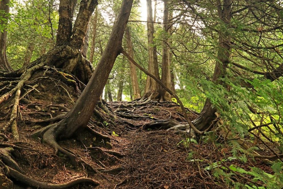 Mikroben zersetzen Laub, Nadeln, Gehölz und bringen zum Dank den Waldboden zum Duften