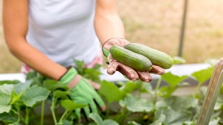 Gurken-Ernte im Garten