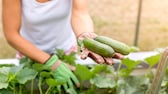 Gurken-Ernte im Garten