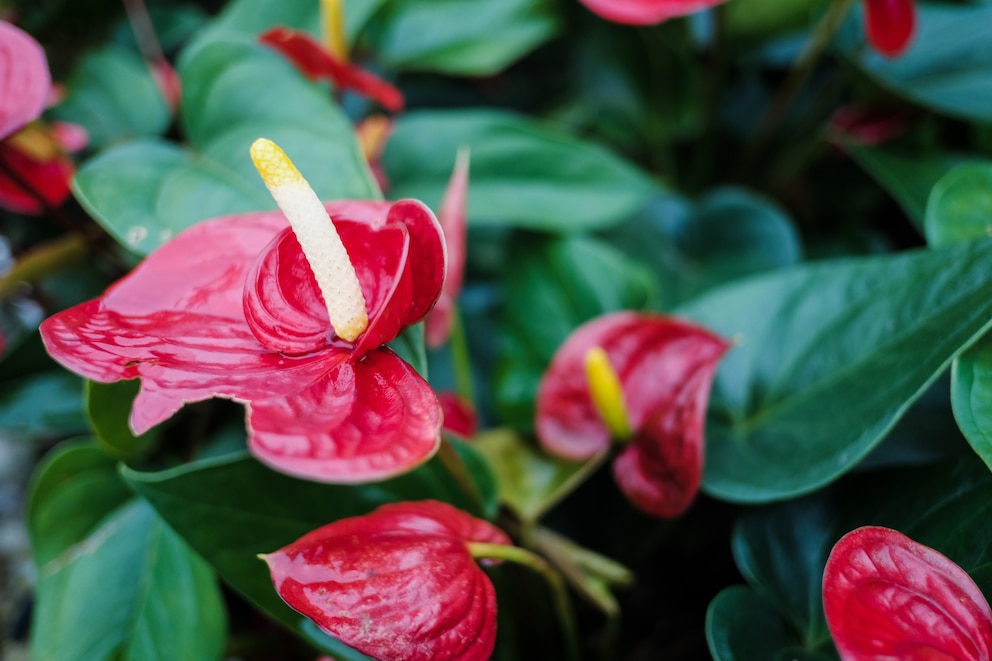 Die Anthurie, auch Flamingoblume genannt, bedeutet Stärke und Eleganz