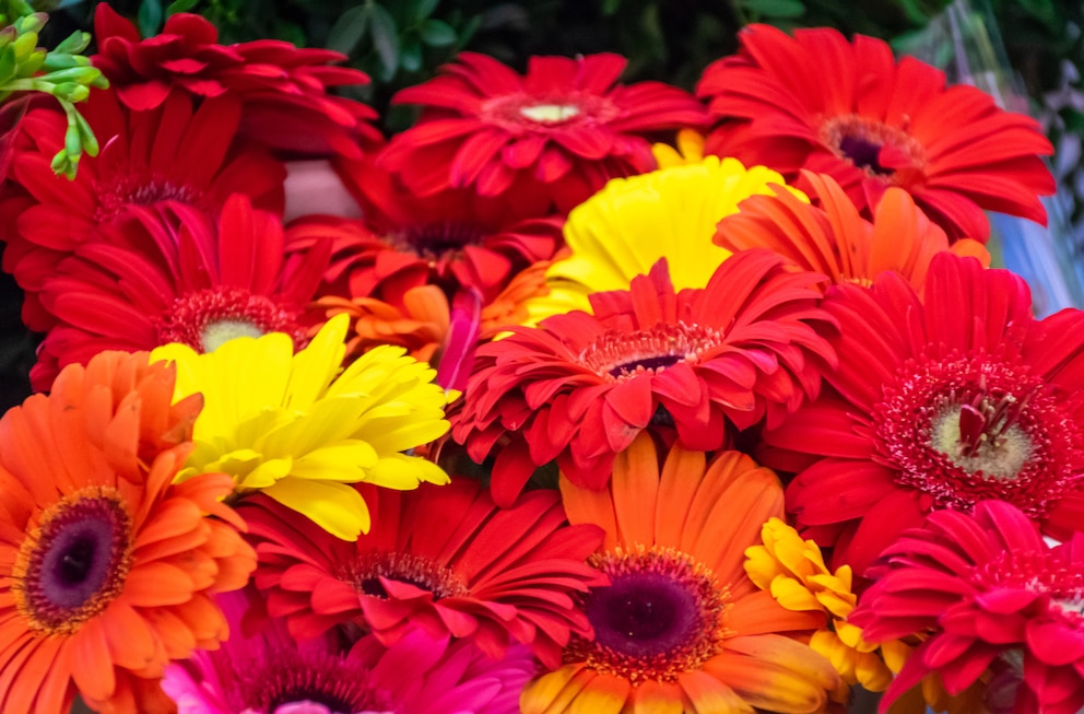 Gerbera haben unterschiedliche Bedeutungen abhängig von ihrer Farbe