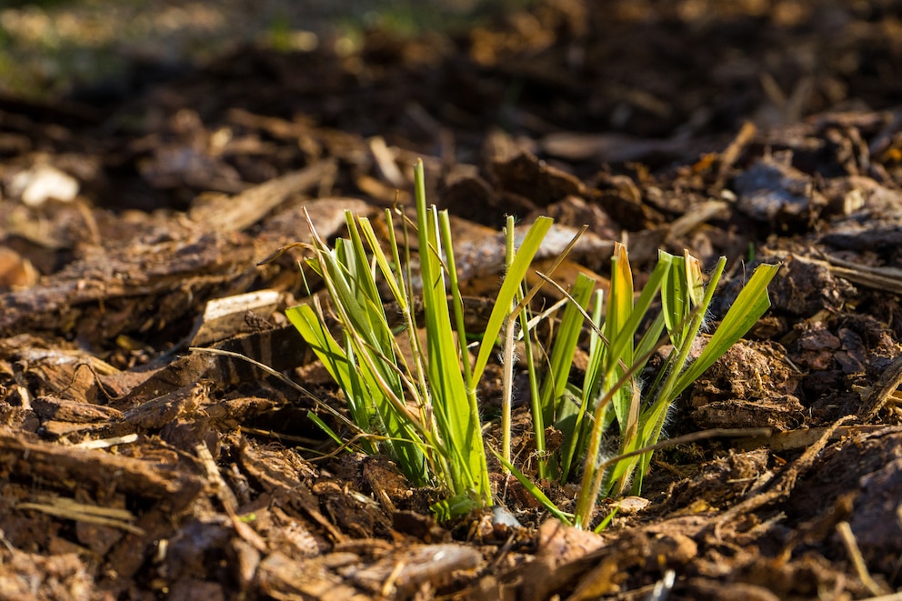 So mulchen Sie in Ihrem Garten richtig