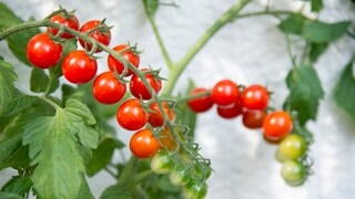 Mit einigen Tricks und Tipps kann man sich ganz einfach selbst Tomaten auf dem Balkon ziehen