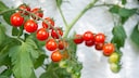 Mit einigen Tricks und Tipps kann man sich ganz einfach selbst Tomaten auf dem Balkon ziehen