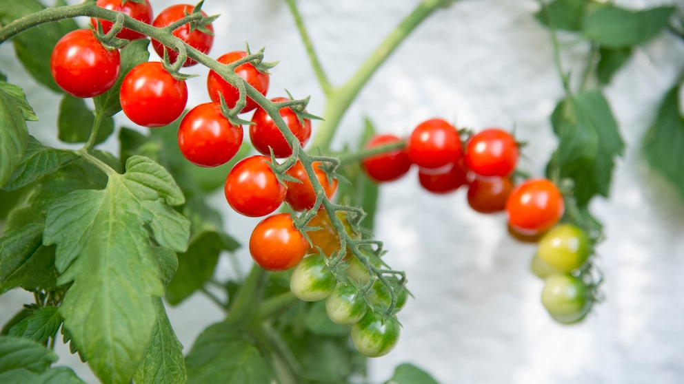 Mit einigen Tricks und Tipps kann man sich ganz einfach selbst Tomaten auf dem Balkon ziehen