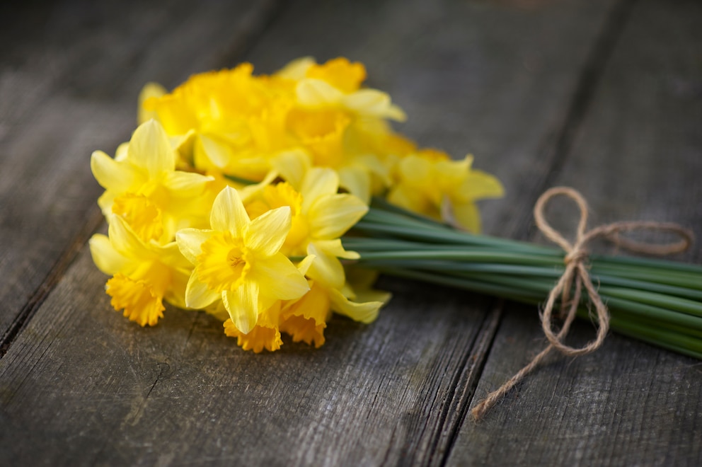 Narzissen bedeuten aufgrund ihrer frühen Blühzeit Lebendigkeit