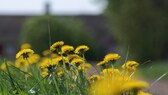 Es gibt einige Orte in Städten, an denen Wildkräuter nicht gepflückt werden sollten