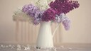 Weiße, violette und lilafarbene Fliederzweige befinden sich in einer weißen Blumenvase