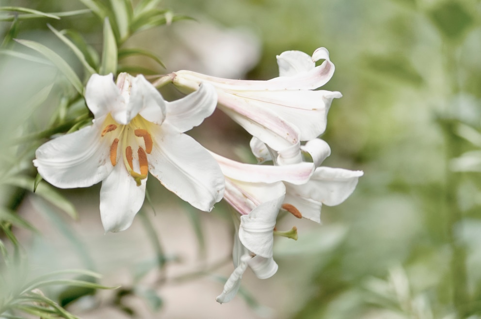 Die Bedeutung der Lilien wird in erster Linie mit dem Tod in Verbindung gebracht