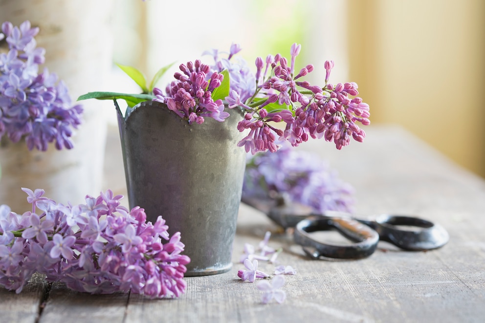 Flieder in der Vase mit Gartenschere