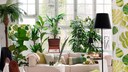Wohnzimmer mit vielen Gr&uuml;npflanzen im &bdquo;Urban Jungle&ldquo;-Trend gestaltet