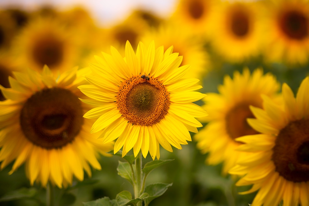 Sonnenblumen bedeuten Kraft und Glück und sorgen für positive Stimmung