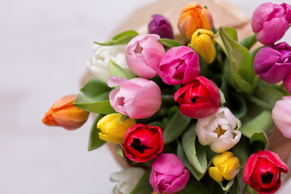 Die Bedeutung der Tulpe ähnelt sehr der Bedeutung der Rose