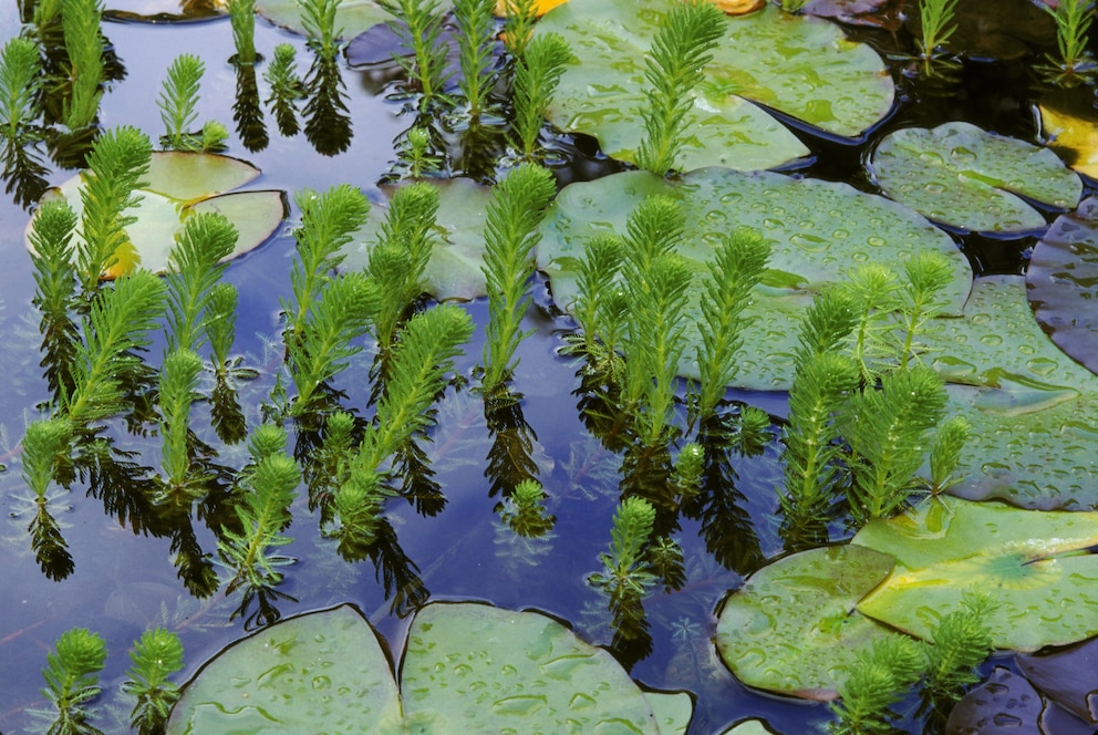 Tausendblatt lebt auf dem Boden vom Gartenteich