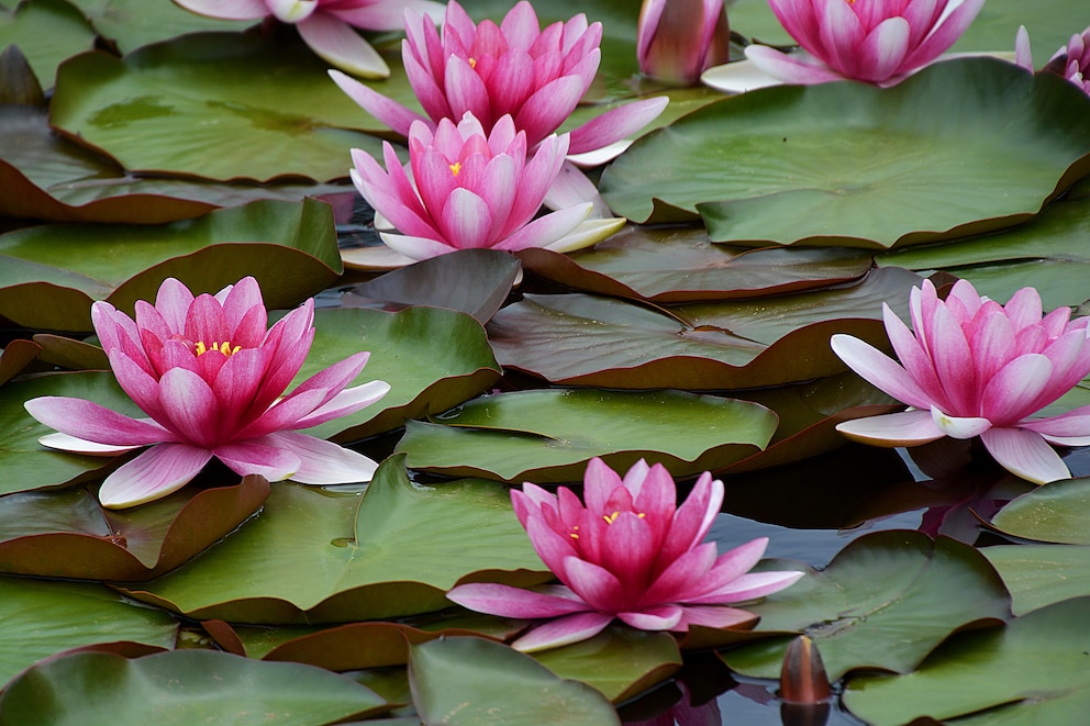 Seerose passen gut in den Gartenteich