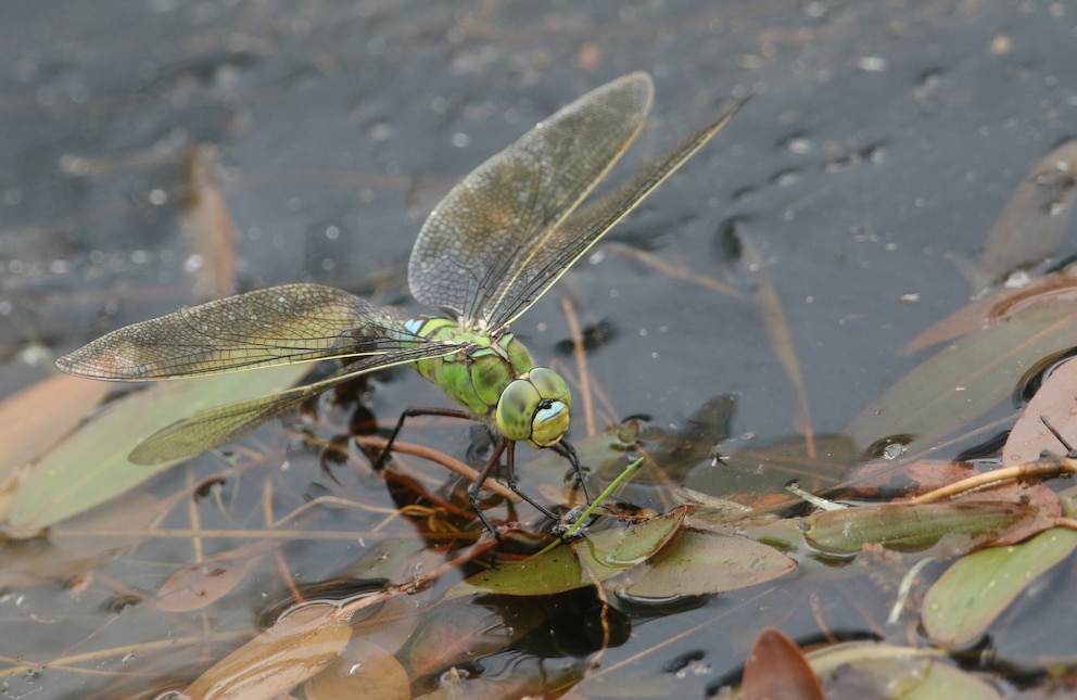 Eine Libelle ist gut für den Gartenteich