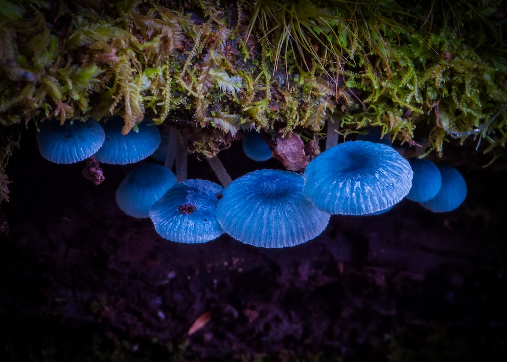 Pilze sind die großen Vernetzer und Zersetzer im Erdreich. Einige Arten leuchten sogar im Dunkeln