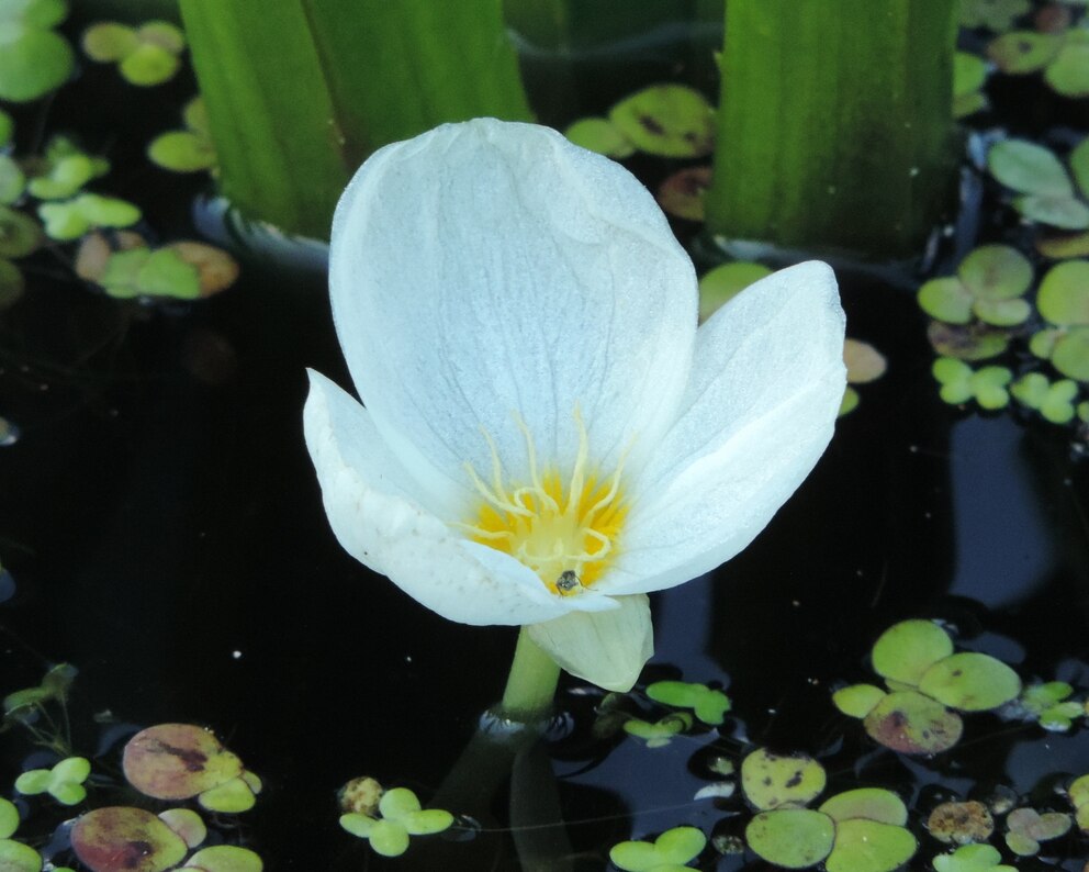 Krebsschere hat weiße Blüten, schön für den Gartenteich