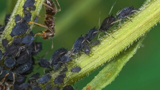 Mit einigen Insekten kann man Blattläuse effektiv bekämpfen