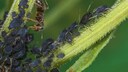 Mit einigen Insekten kann man Blattläuse effektiv bekämpfen
