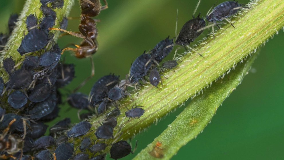 Mit einigen Insekten kann man Blattläuse effektiv bekämpfen