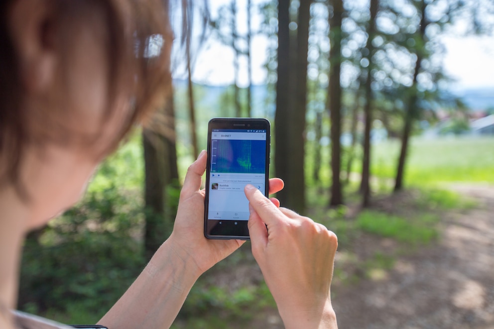 Mit dem kostenfreien Programm «BirdNET» lassen sich Vogelstimmen aufzeichnen - so finden Nutzer heraus, welcher Vogel da gerade zwitschert.