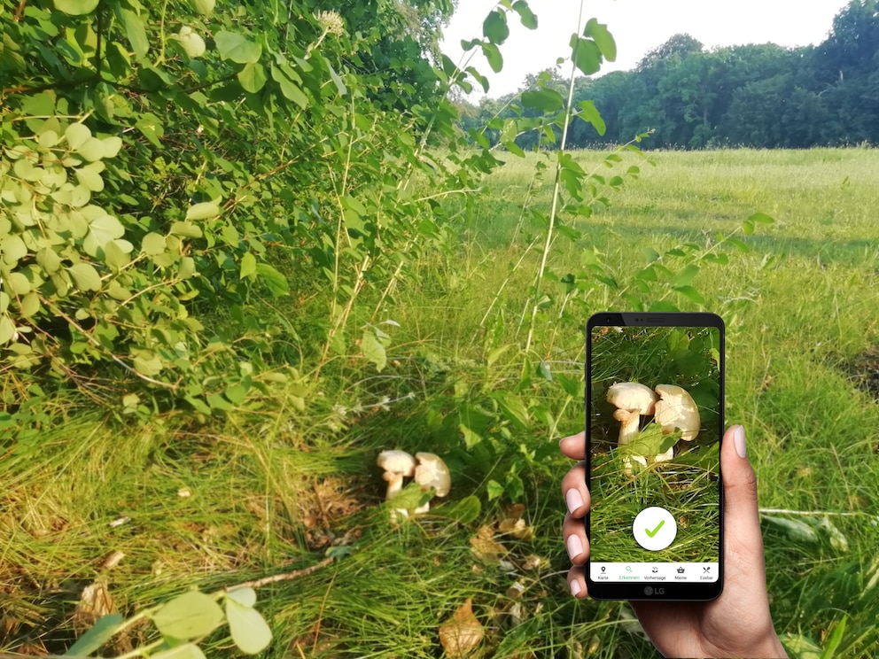 Giftig oder essbar? Wer im Herbst gerne in die Pilze geht, kann sich die App «Pilzator» aufs Smartphone laden. Arten lassen sich hier mit einem Foto bestimmen.