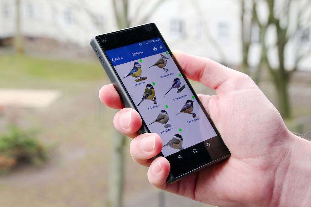 Blau, Kohl, Sumpf und Co.: Im Dschungel der Meisenarten hilft die Nabu-App «Vogelwelt» weiter.