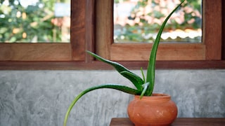 Mit den richtigen Pflanzen die Luftfeuchtigkeit in der Wohnung senken