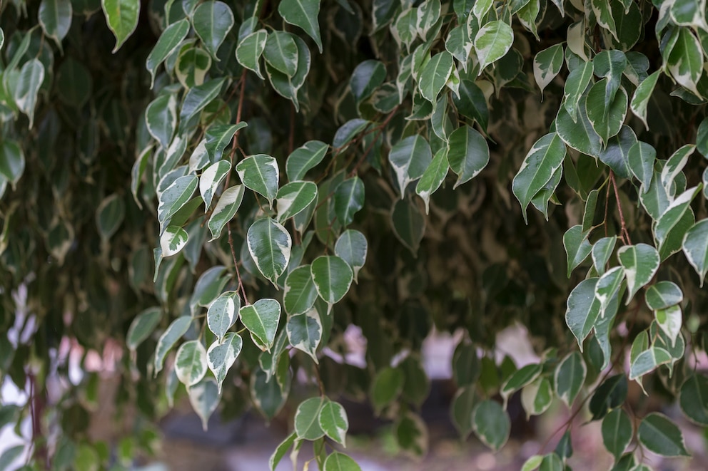 Ficus Benjamini ist eine von 9 Pflanzen, die die Luftfeuchtigkeit senken kann