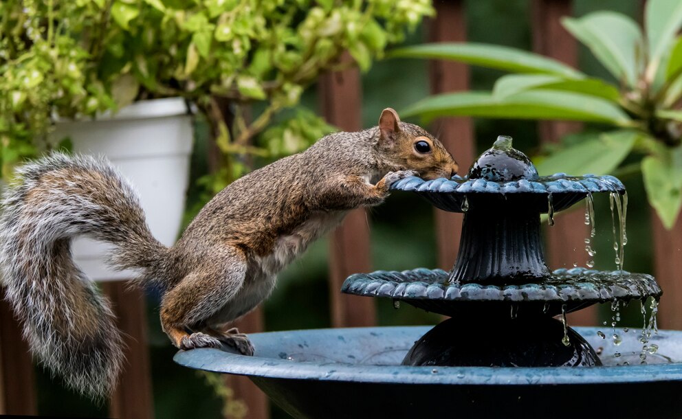 Eichhörnchen trinken viel Wasser