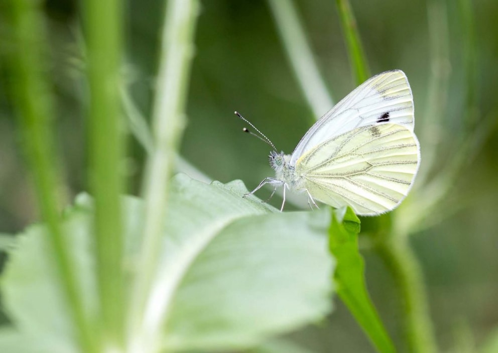 Cabbage White Butterfly