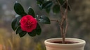 Darauf müssen Sie achten, wenn Sie Rosen in einen Kübel oder Blumentopf pflanzen wollen
