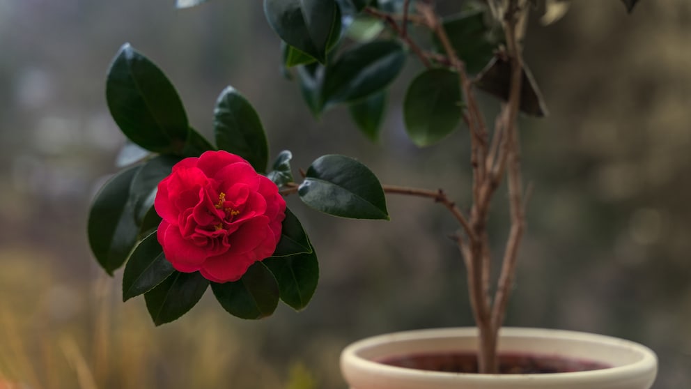 Darauf müssen Sie achten, wenn Sie Rosen in einen Kübel oder Blumentopf pflanzen wollen