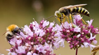 Die Vorurteile gegen Insekten wie Wespen und Bienen im Check
