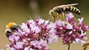 Die Vorurteile gegen Insekten wie Wespen und Bienen im Check