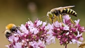 Die Vorurteile gegen Insekten wie Wespen und Bienen im Check