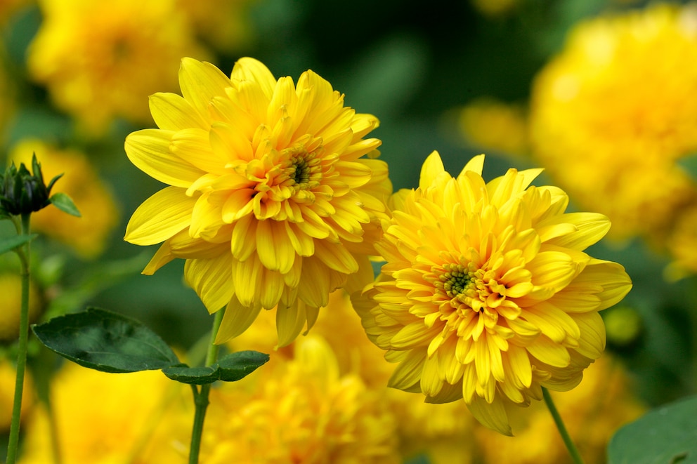 Stauden-Sonnenblumen Helianthus decapetalus