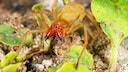 Ammen-Dornfinger ist eine Gift-Spinne, die in deutschen Gärten vorkommt