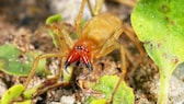 Ammen-Dornfinger ist eine Gift-Spinne, die in deutschen Gärten vorkommt