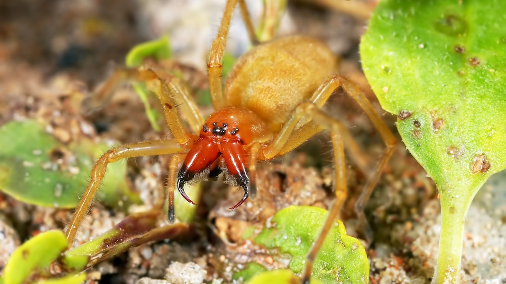 Ammen-Dornfinger ist eine Gift-Spinne, die in deutschen Gärten vorkommt