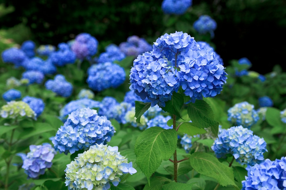 Blaue Hortensien brauchen einen bestimmten Boden, damit sie richtig blühen