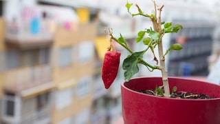 Decoration in a pot