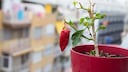 Decoration in a pot
