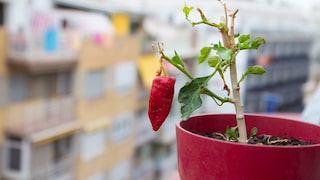 Decoration in a pot