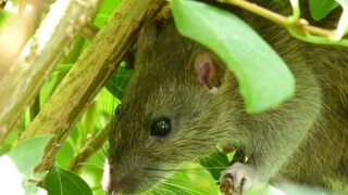 Ratten sind Krankheitsüberträger