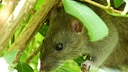 Ratten sind Krankheitsüberträger