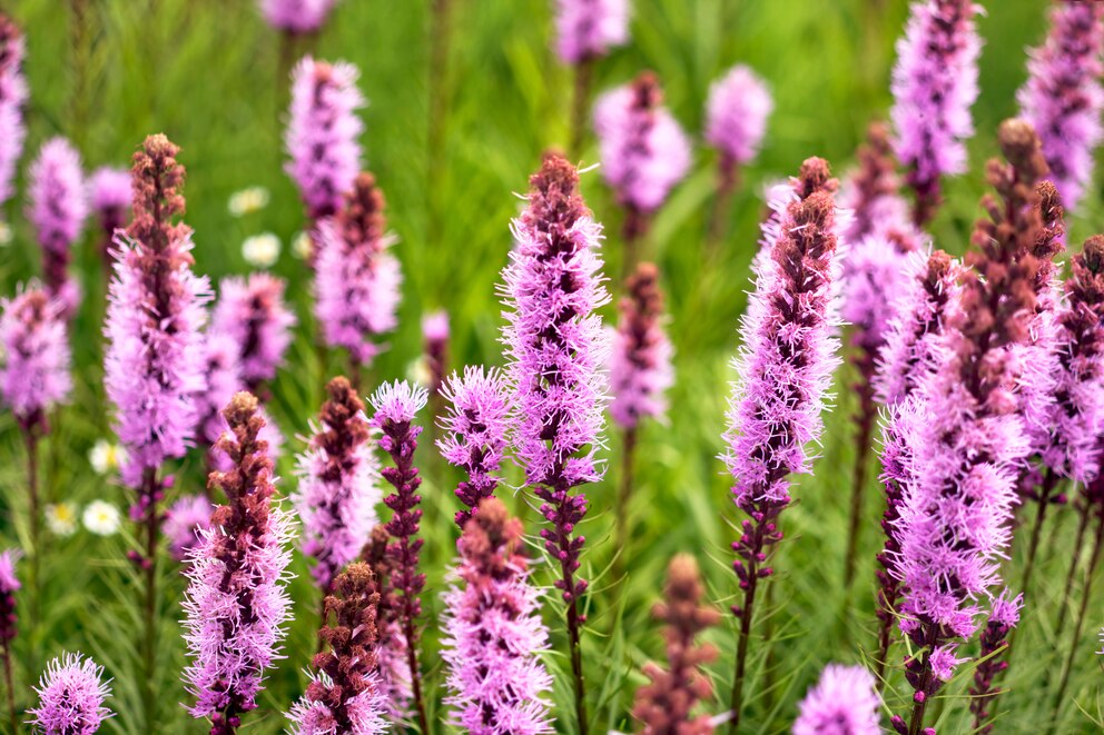 Prachtscharte Liatris spicata