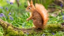Im Garten können Sie Eichhörnchen vor Hitze und Verdursten schützen