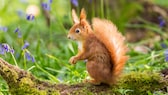 Im Garten können Sie Eichhörnchen vor Hitze und Verdursten schützen